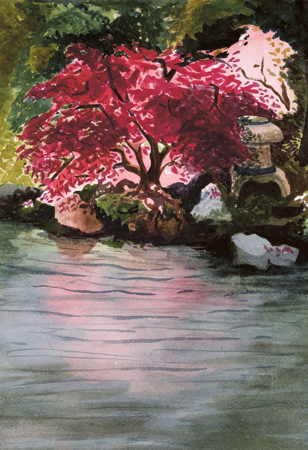 Japanese Maple