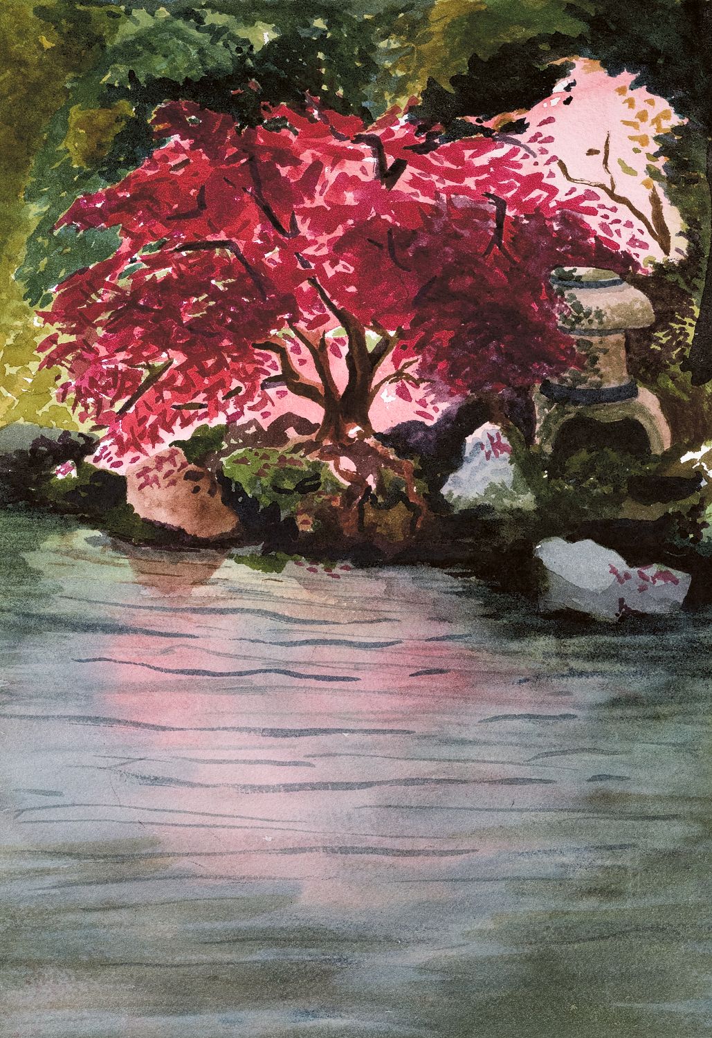 Japanese Maple
